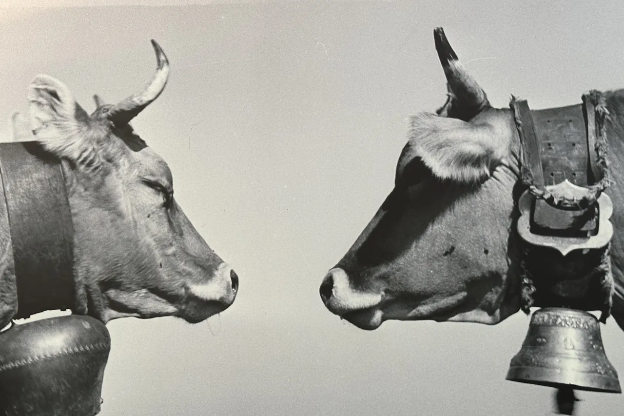 Two cows wearing bells face each other head to head, black-and-white photograph